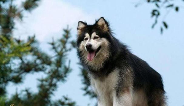 选择适合忧郁人士的狗品种（陪伴与宽慰，拥