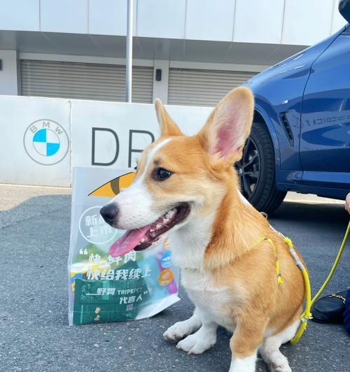 狗狗最美的季节（以什么季节生的狗最好看？）(图3)