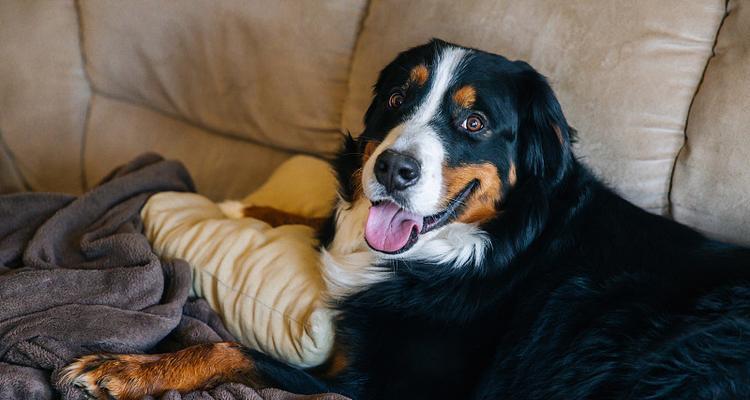 选择适合忧郁人士的狗品种（陪伴与宽慰，拥抱阳光的伙伴）(图3)