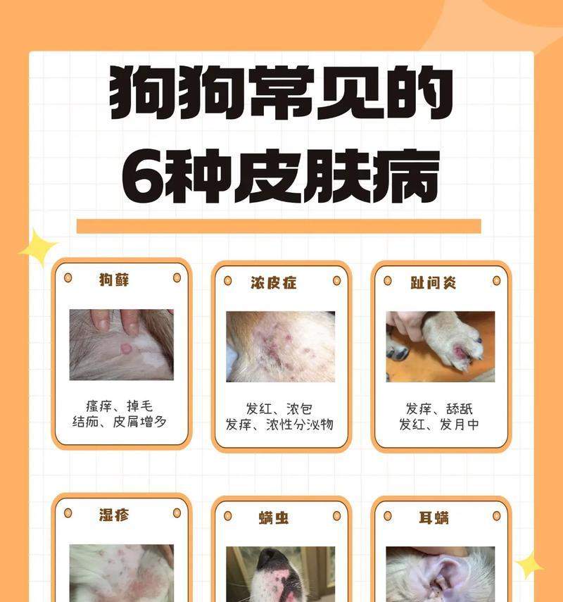 泰迪皮肤病的治疗方法及药物推荐（药物选择与用法详解，帮你解决泰迪皮肤病问题）(图2)