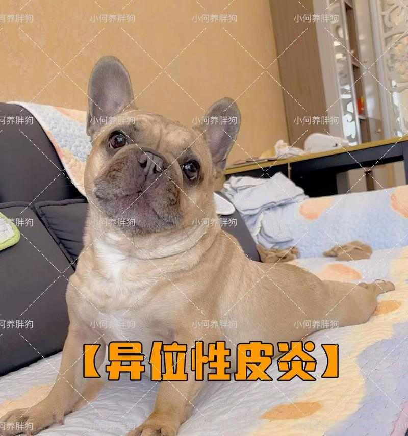 泰迪皮肤病的治疗方法及药物推荐（药物选择与用法详解，帮你解决泰迪皮肤病问题）(图3)