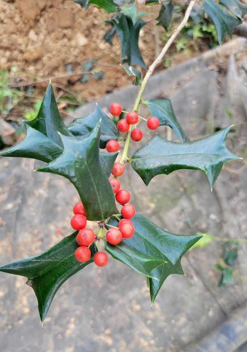狗狗吃的草种类及对它们的影响（解析狗狗食草行为的原因和注意事 - 新生家伴