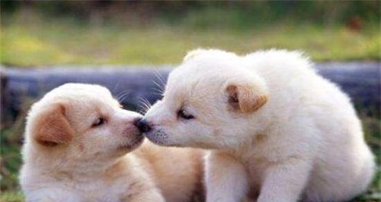 狗的出生数量与何种因素有关?(探索狗群数量的相关因素以及其中的关键因素)(图2) 狗的出生数量与何种因素有关?(探索狗群数量的相关因素以及其中的关键因素)(图2)