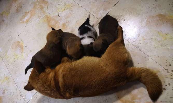 狗的出生数量与何种因素有关?(探索狗群数量的相关因素以及其中的关键因素)(图3) 狗的出生数量与何种因素有关?(探索狗群数量的相关因素以及其中的关键因素)(图3)