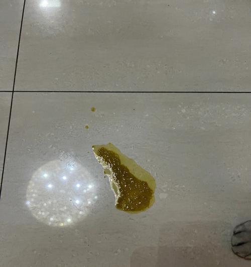 猫为什么经常呕吐？（探究猫呕吐的原因及应对方法） - 新生家伴