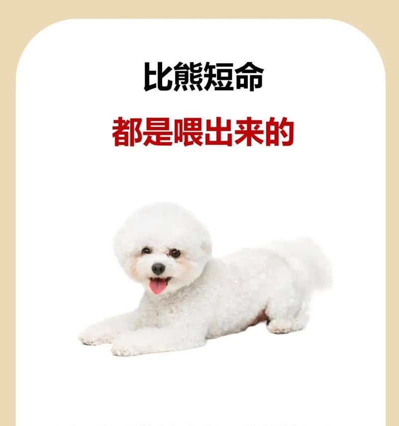 比熊犬的健康水果饮食指南（让你的比熊犬享受美味水果的同时保持 - 新生家伴