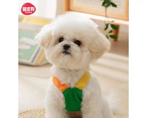 比熊犬的健康水果饮食指南（让你的比熊犬享受美味水果的同时保持健康）(图2)