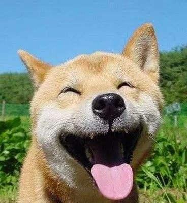 狗狗为什么会伸舌头喘？（探究狗狗伸舌头喘的原因及其重要性） - 新生家伴