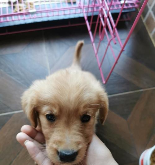 我的金毛宝贝——2个月大的金毛犬（天真活泼的小可爱，陪伴我度 - 新生家伴