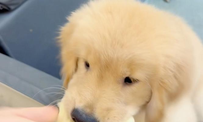 四个月小金毛的营养需求与适宜狗粮选择（关于四个月小金毛的狗粮 - 新生家伴