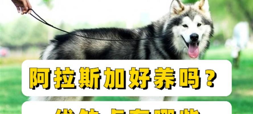 如何正确喂养阿拉斯加幼犬（关键饲养指南，助您培养健康快乐的阿拉斯加幼犬）(图3)