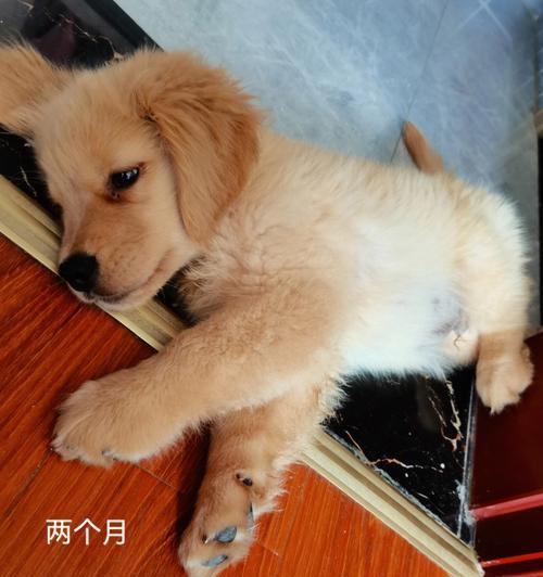 我的金毛宝贝——2个月大的金毛犬(天真活泼的小可爱,陪伴我度过美好时光)(图3) 我的金毛宝贝——2个月大的金毛犬(天真活泼的小可爱,陪伴我度过美好时光)(图3)