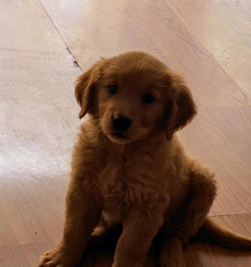 我的金毛宝贝——2个月大的金毛犬(天真活泼的小可爱,陪伴我度过美好时光)(图2) 我的金毛宝贝——2个月大的金毛犬(天真活泼的小可爱,陪伴我度过美好时光)(图2)