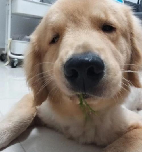 狗狗吃的草种类及对它们的影响（解析狗狗食草行为的原因和注意事项）(图3)