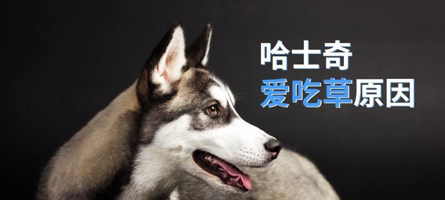 狗狗吃的草种类及对它们的影响（解析狗狗食草行为的原因和注意事项）(图2)