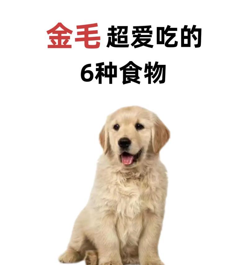 四个月小金毛的营养需求与适宜狗粮选择（关于四个月小金毛的狗粮选择和喂养建议）(图3)