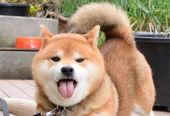 为什么狗会伸出舌头？（揭秘狗的舌头行为，探究其原因和意义） - 新生家伴