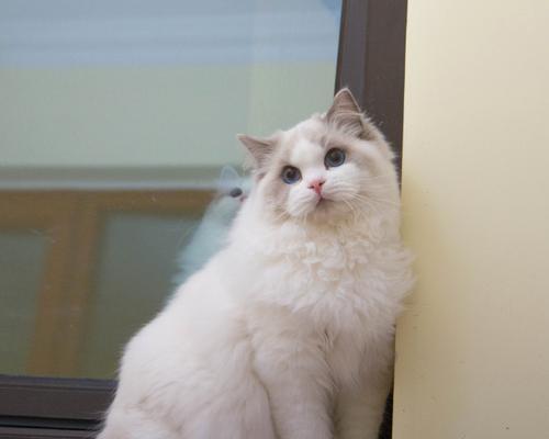 小型宠物狗的选择和养护指南（探索适合家庭的小型宠物狗品种，为您的生活带来快乐和陪伴）(图2)