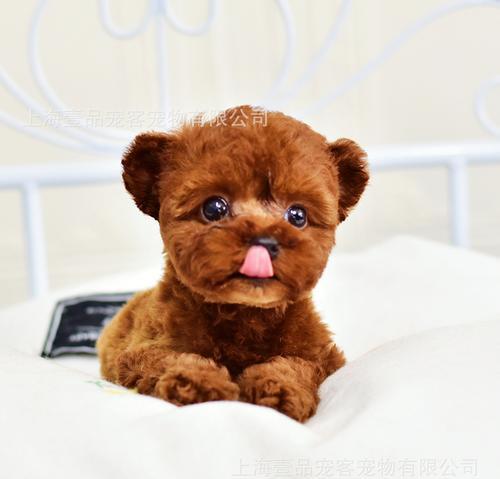 小型宠物狗的选择和养护指南（探索适合家庭的小型宠物狗品种，为您的生活带来快乐和陪伴）(图1)