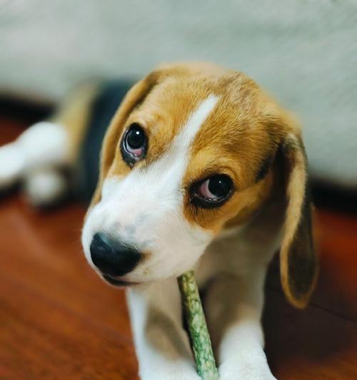 小型宠物狗的选择和养护指南（探索适合家庭的小型宠物狗品种，为您的生活带来快乐和陪伴）(图3)