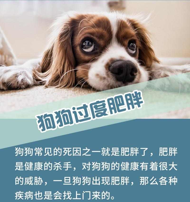 狗肥胖的原因及预防方法（了解狗肥胖的危害