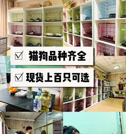 宠物起什么名字好听——寻找与宠物相匹配的独特名字（15个创意名字为您的宠物增添个性魅力）(图3)