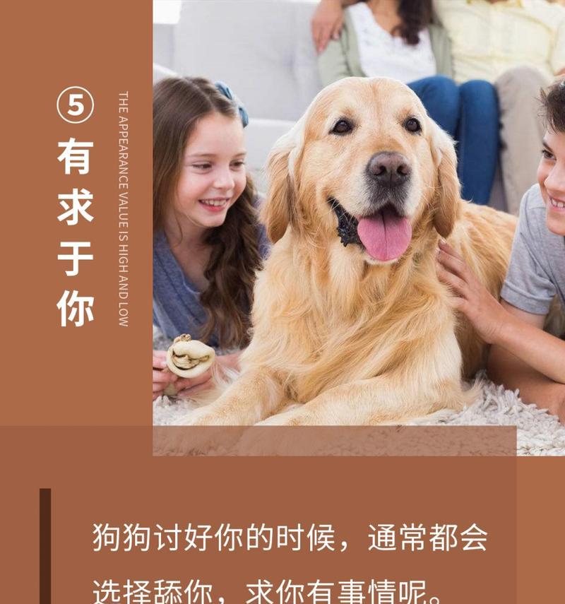 狗狗为何喜欢舔主人？（探寻狗狗舔主人的行