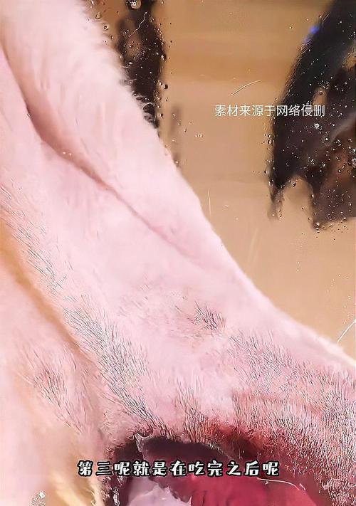 小狗受伤了，该吃什么药？（保护小狗健康的救命良药）(图2)