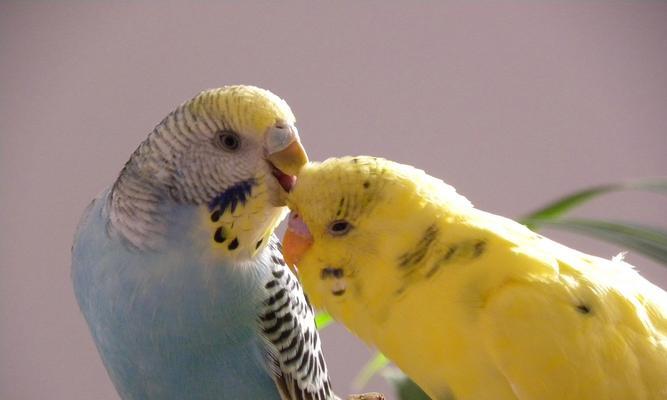 如何选择养一只好看的虎皮鹦鹉（以外观色彩为主要依据，让你的虎皮鹦鹉与众不同）(图2)