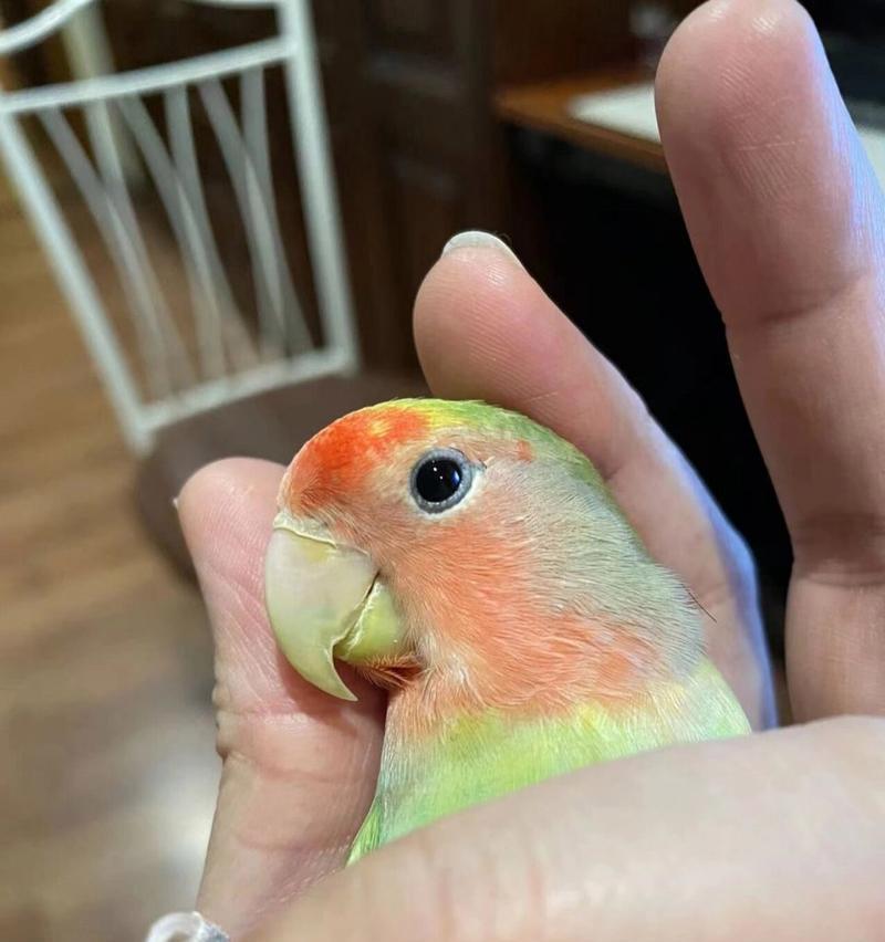 如何选择养一只好看的虎皮鹦鹉（以外观色彩