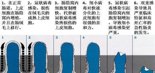 探究狗为何会突然死亡的原因及预防方法（揭开狗突然死亡的谜团， - 新生家伴