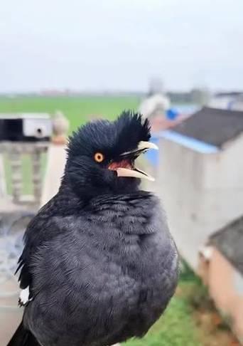 探寻古代八哥的神秘之谜(解密八哥的预言能力与文化象征)(图1) 探寻古代八哥的神秘之谜(解密八哥的预言能力与文化象征)(图1)