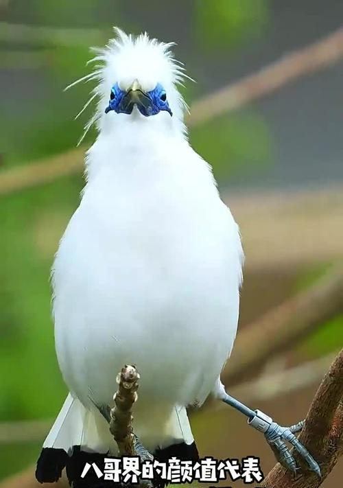 探寻古代八哥的神秘之谜(解密八哥的预言能力与文化象征)(图3) 探寻古代八哥的神秘之谜(解密八哥的预言能力与文化象征)(图3)