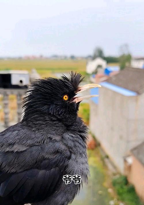 探寻古代八哥的神秘之谜(解密八哥的预言能力与文化象征)(图2) 探寻古代八哥的神秘之谜(解密八哥的预言能力与文化象征)(图2)