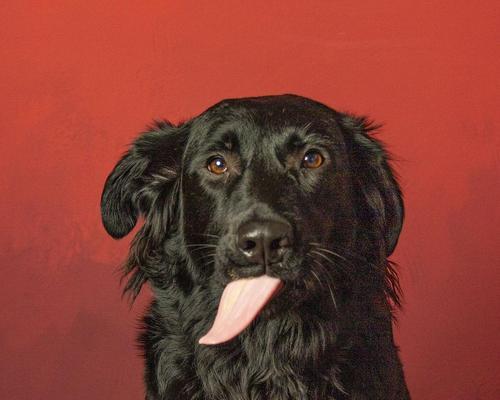 狗狗舌头烂了怎么办？药物治疗助您快速康复（了解狗狗舌头烂的原因及常用药物治疗方法）(图2)