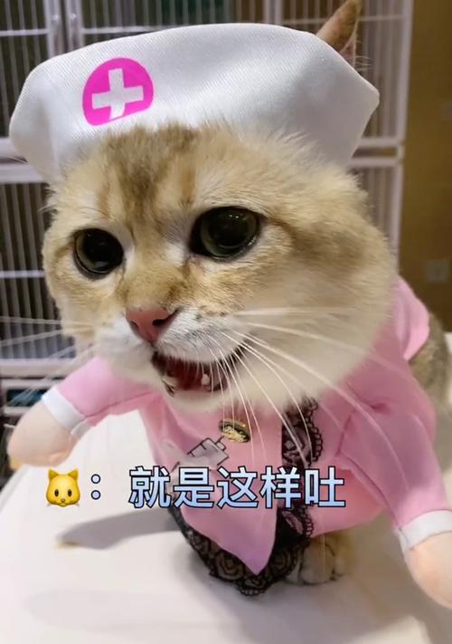 狗狗舌头烂了怎么办？药物治疗助您快速康复