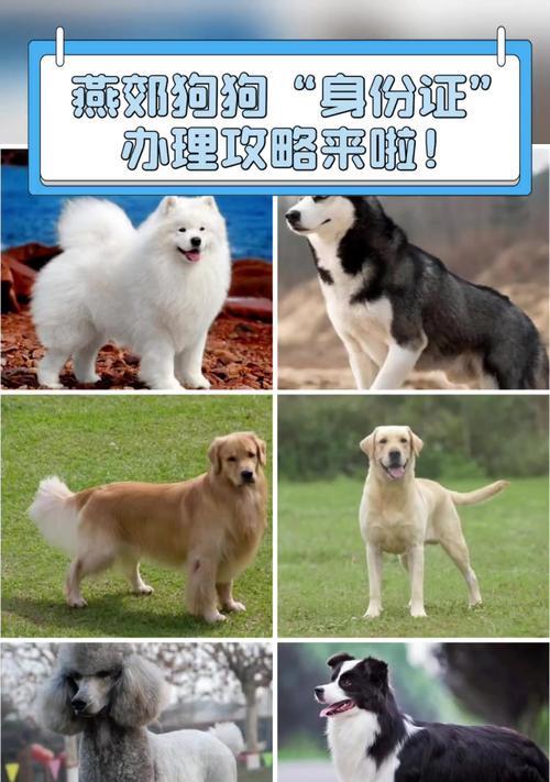 购买狗狗的必备证件及注意事项(一步步了解购买狗狗所需的证件、手续和注意事项)(图1) 购买狗狗的必备证件及注意事项(一步步了解购买狗狗所需的证件、手续和注意事项)(图1)