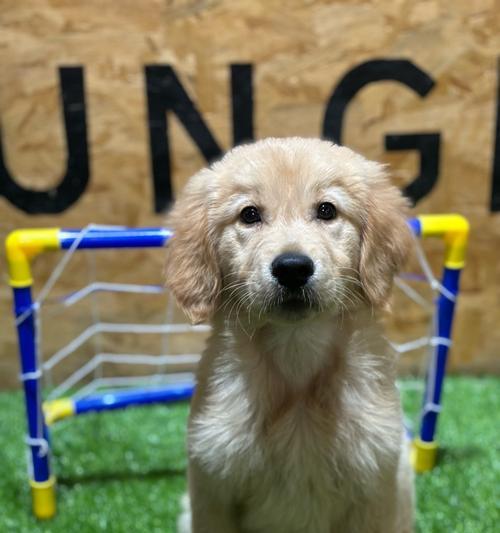 购买狗狗的必备证件及注意事项(一步步了解购买狗狗所需的证件、手续和注意事项)(图3) 购买狗狗的必备证件及注意事项(一步步了解购买狗狗所需的证件、手续和注意事项)(图3)