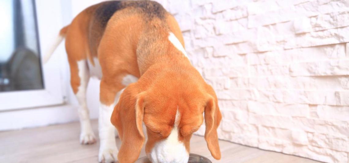 大狗生完怎么处理？（让大狗恢复健康的关键