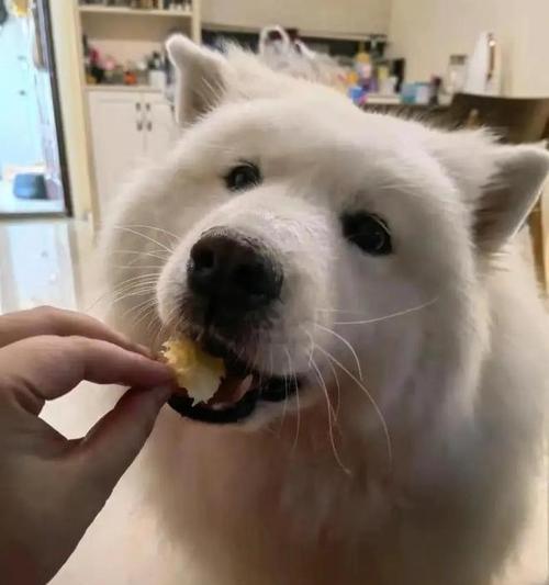 狗粮对狗狗体重的影响(营养均衡的狗粮与狗狗健康体重的关系)(图3) 狗粮对狗狗体重的影响(营养均衡的狗粮与狗狗健康体重的关系)(图3)