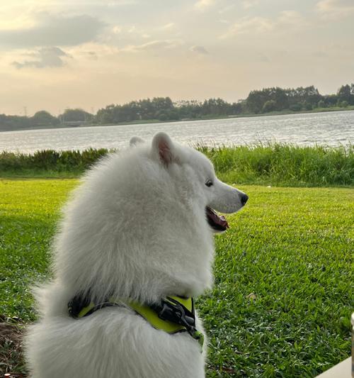 萨摩喜欢的生活方式（探索萨摩喜欢的活动和环境）(图2)