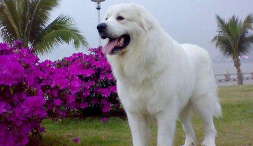 大白熊如何保护自己的生存环境（关注大白熊的栖息地保护，共同守护可持续发展）(图1)