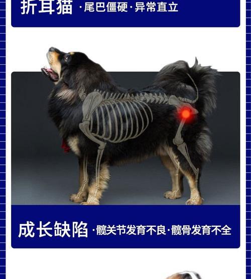 狗脚骨折的快速康复之道（以适宜的食物促进狗狗骨折的愈合） - 新生家伴