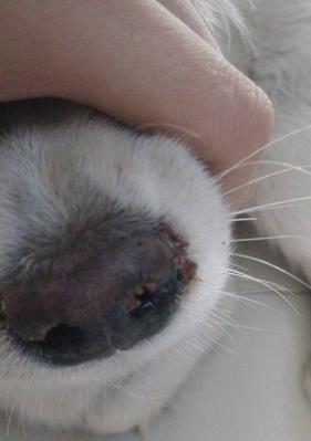 狗狗吐血的原因及应对措施(了解狗狗吐血的常见原因,保护你的宠物健康)(图3) 狗狗吐血的原因及应对措施(了解狗狗吐血的常见原因,保护你的宠物健康)(图3)