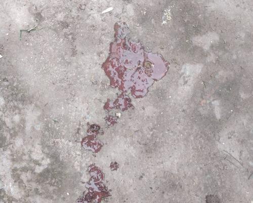 狗狗吐血的原因及应对措施(了解狗狗吐血的常见原因,保护你的宠物健康)(图1) 狗狗吐血的原因及应对措施(了解狗狗吐血的常见原因,保护你的宠物健康)(图1)