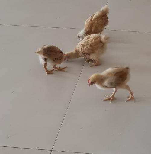 宠物狗养殖的饲养要点(科学饲养让宠物狗健康快乐)(图2) 宠物狗养殖的饲养要点(科学饲养让宠物狗健康快乐)(图2)