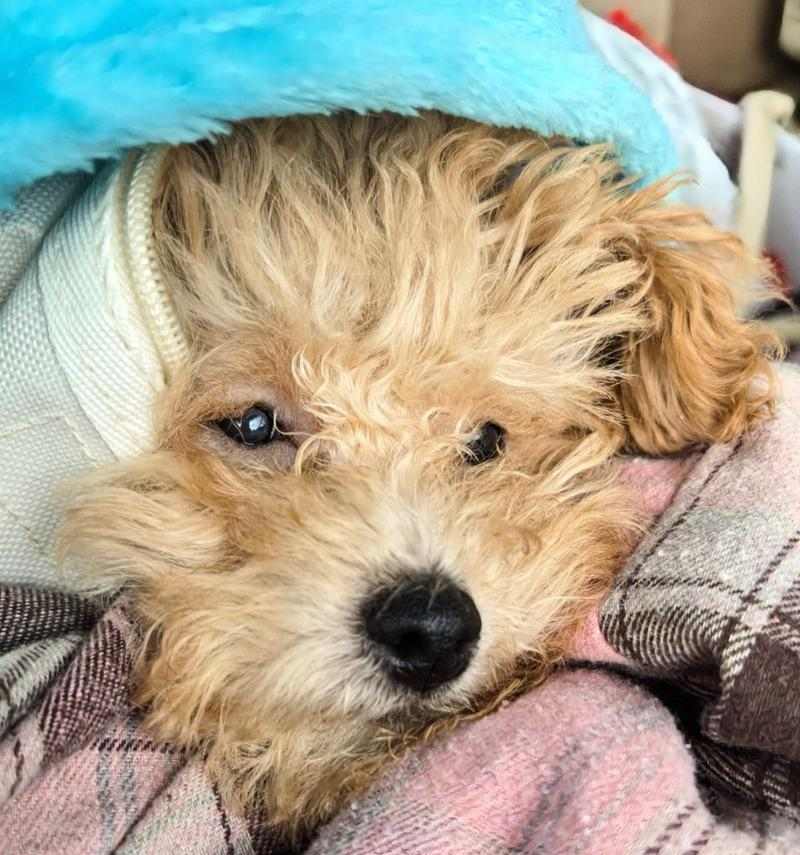 老血狗的含义解析(探寻老血狗的意义及背后的文化内涵)(图3) 老血狗的含义解析(探寻老血狗的意义及背后的文化内涵)(图3)