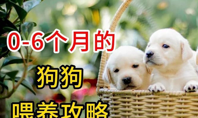 宠物狗养殖的饲养要点(科学饲养让宠物狗健康快乐)(图3) 宠物狗养殖的饲养要点(科学饲养让宠物狗健康快乐)(图3)
