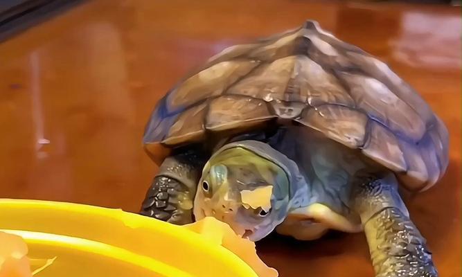 乌龟的食谱(探索乌龟的饮食习惯和食物喜好)(图3) 乌龟的食谱(探索乌龟的饮食习惯和食物喜好)(图3)