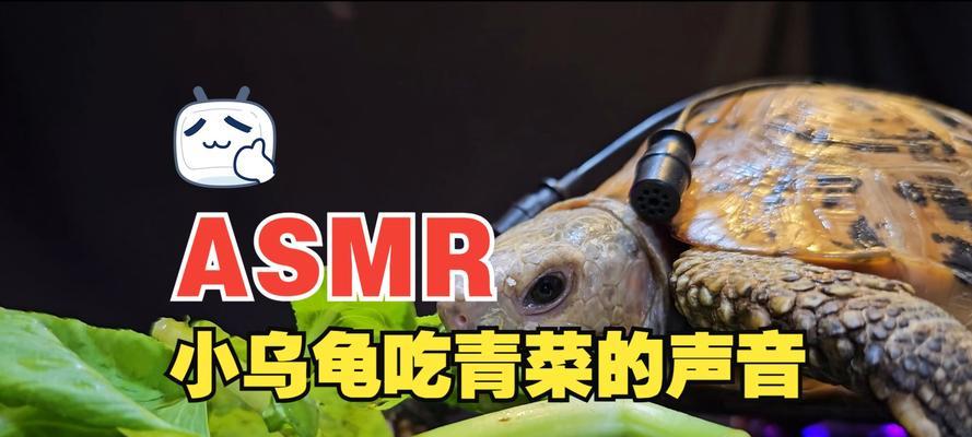 乌龟的食谱(探索乌龟的饮食习惯和食物喜好)(图1) 乌龟的食谱(探索乌龟的饮食习惯和食物喜好)(图1)